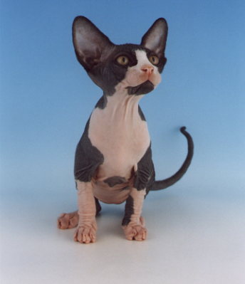 F2 KITTEN.JPG (16076 bytes)