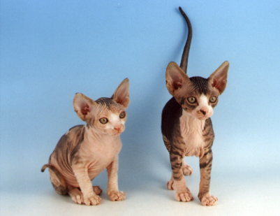 look alike kittens.JPG (18387 bytes)